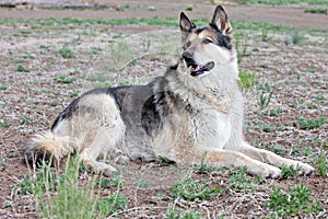 German Shepherd Mixbreed dog