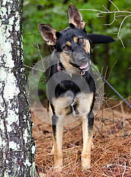 German Shepherd mixed breed dog