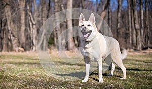 A German Shepherd mixed breed dog with a happy expression