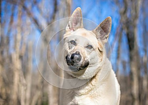 A German Shepherd mixed breed dog with a head tilt