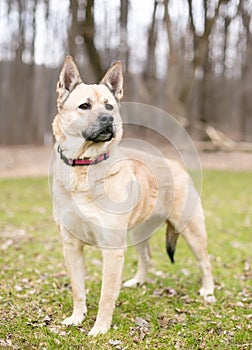 A German Shepherd mixed breed dog outdoors