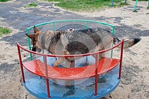 A German shepherd named Taiga rides on a children`s carousel