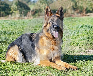 German shepherd in nature