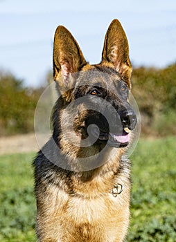 German shepherd in nature