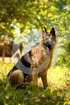 German shepherd in nature