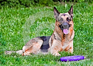 German shepherd near puller.