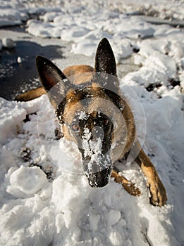 German Shepherd with nose covered in snow