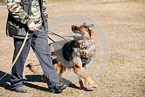 German Shepherd On Obedience Dog Training. Alsatian Wolf Dog