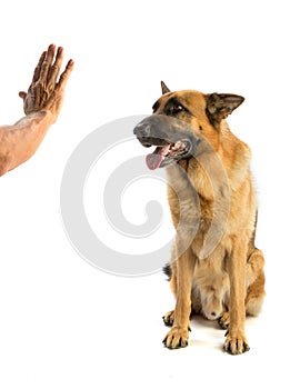 German Shepherd obeying in front of a hand photo