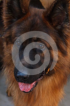 The German shepherd is one of the most popular and recognizable dog breeds on the planet. photo