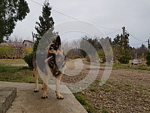 German shepherd outisde