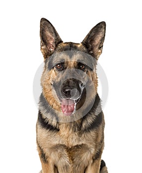 A German shepherd panting,