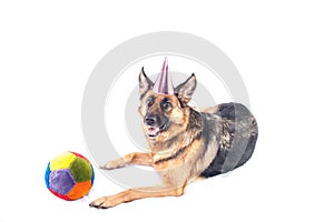 German Shepherd Party Dog