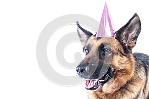 German Shepherd Party Dog