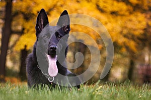 German shepherd