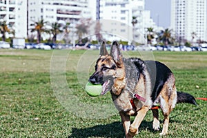 German Shepherd Playing in Park