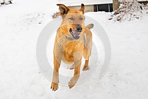 German Shepherd Playing in the snow