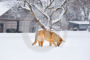 German Shepherd Playing in the Snow