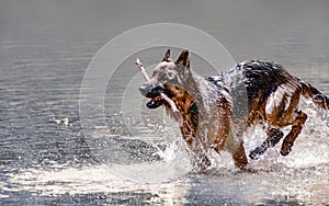 German shepherd playing to go for the stick