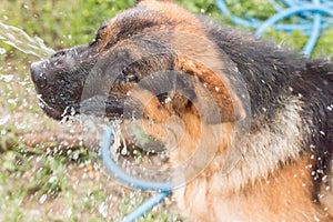 German Shepherd playing with water