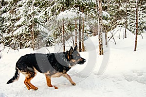German Shepherd playing in the winter in the forest