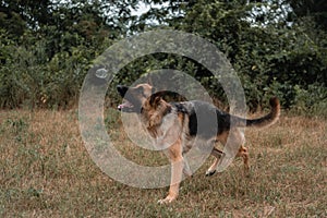 A German shepherd plays with soap bubbles. The dog catches soap bubbles with its mouth, games with the dog in nature, in the fresh