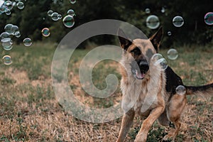 A German shepherd plays with soap bubbles. The dog catches soap bubbles with its mouth, games with the dog in nature, in the fresh