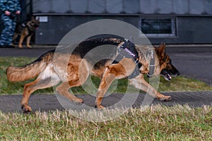 German shepherd police dog. Close up. Russian Police. Translations for non-English text: `Police`