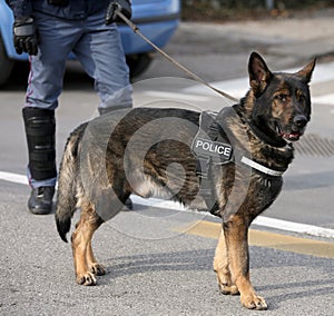 Nemec polícia pes zatiaľ čo patrolovanie mesto ulice 