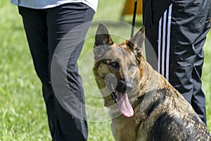 German Shepherd Police K-9 Dog In Training