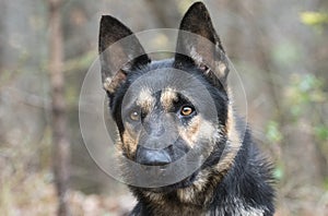 German Shepherd police K9 dog portrait