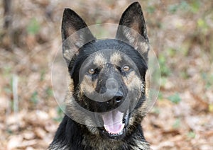 German Shepherd police K9 dog portrait