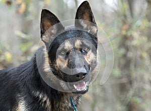 German Shepherd police K9 dog portrait