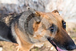 German shepherd portrait, focus on the right eye, visible silhouette of photographer