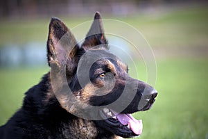 German shepherd portrait outside