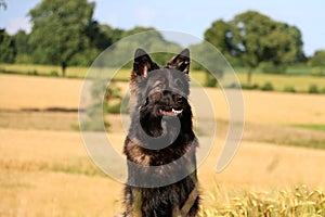 German shepherd portrait on a stubble field