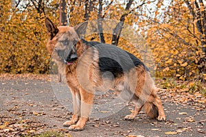 German Shepherd poses standing against the backdrop of an autumn park