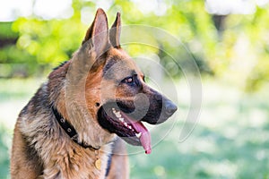 German Shepherd in profile with a protruding tongue.