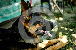 Happy German Shepherd in profile with a protruding