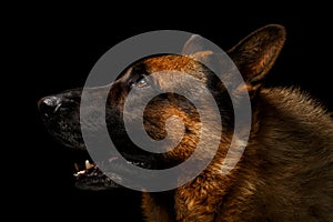 German shepherd in profile view