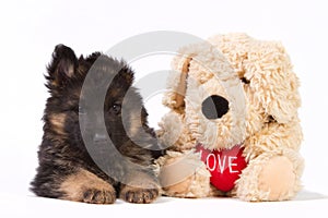 German shepherd pup with pluche dog