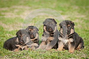 German shepherd puppies