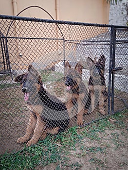 German shepherd puppies in a cage in garden.