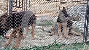 German shepherd puppies in a cage in garden.