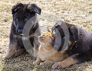 German Shepherd puppies with cat