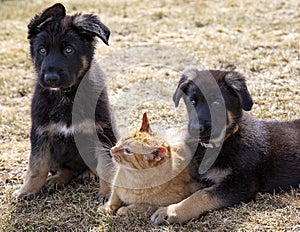 German Shepherd puppies with cat