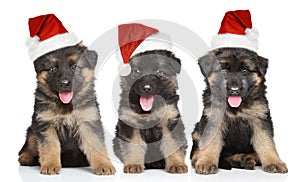 German shepherd puppies in red Santa hat