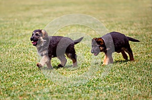 German shepherd puppies running on the grass