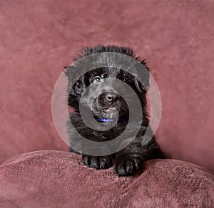 German shepherd puppies studio portrait