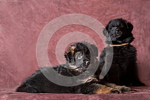 German shepherd puppies studio portrait